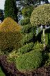 Topiary