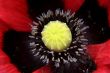 Oriental poppy (Papaver orientale)