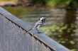 Wagtail with dragonfly
