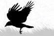 Crow silhouette