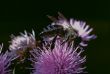 Honey Bee