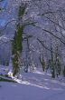 Woodland Snowscene