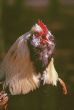 Rooster (Gallus gallus)