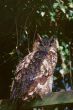 Long-eared Owl (Asio otus)