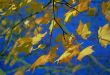 Autumn Leaves