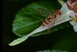 Common Hover Fly