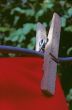 Clothes Peg