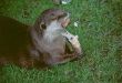 Otter Feeding (Lutrinae)