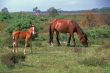 New Forest Ponies