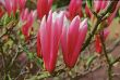 Magnolia Susan (Magnoliaceae)