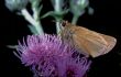  Essex Skipper (Thymelicus lineola)