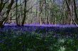 Bluebell Woodland