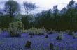 Coppiced Woodland