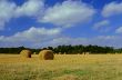 Harvest Time