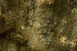 backround of bark