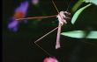 Crane Fly (Tipulidae)