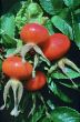 Rose hips (rosa)