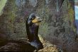 Shag (Phalacrocoracidae)