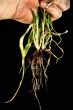 Roots
