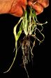 Roots