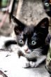 Cute Cats