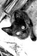 Cute Cats