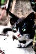 Cute Cats