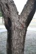 Tree and Lightning