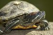 Tortoise portrait