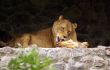 lion on a stones