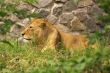 lion on a grass