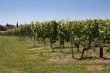 Summertime vineyards
