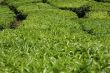 Tea plantation