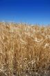 Summer wheat