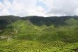 Tea plantation