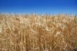Summer wheat