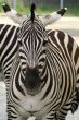 closeup portrait of zebra