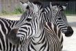 portrait of two zebras