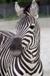 portrait of zebra