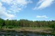Summer landscape
