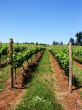 Wine Vines