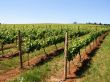 Wine Vines