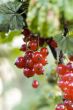Red currant