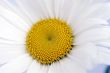 camomile flower