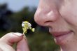 Girl smelling medical camomile