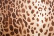 Leopard pattern texture