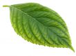 green leaf