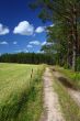 picturesque country road and field