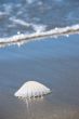 Sea shell on sand