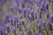 Lavender field